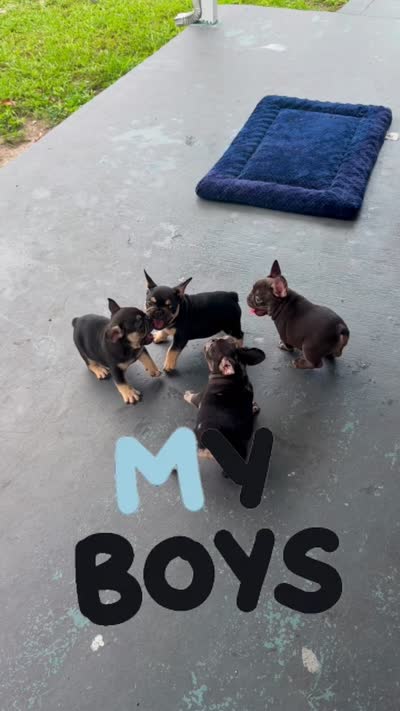 Clifford , a male French Bulldog for sale in Hallandale Beach, FL – 4 of 4