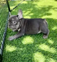 Clifford , a male French Bulldog for sale in Hallandale Beach, FL – 2 of 4