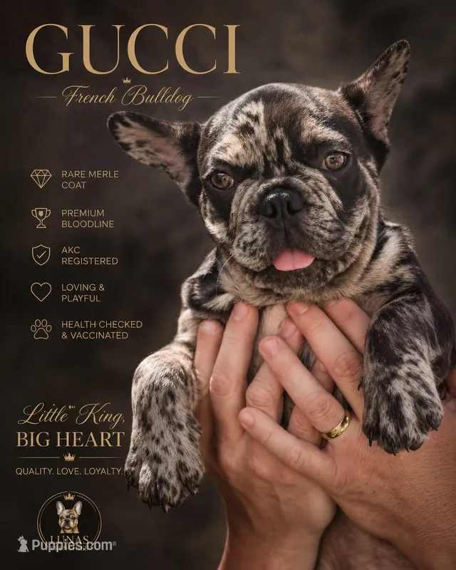 Gucci – French Bulldog puppy for sale in Hallandale Beach, FL