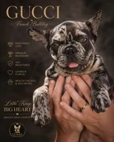 Gucci, a male French Bulldog for sale in Hallandale Beach, FL – 1 of 7