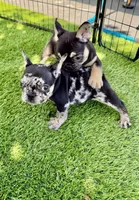 Chanel , a female French Bulldog for sale in Hallandale Beach, FL – 2 of 4