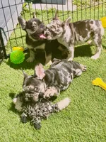 April, a female French Bulldog for sale in Hallandale Beach, FL – 7 of 8