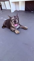 Gucci, a male French Bulldog for sale in Hallandale Beach, FL – 6 of 7