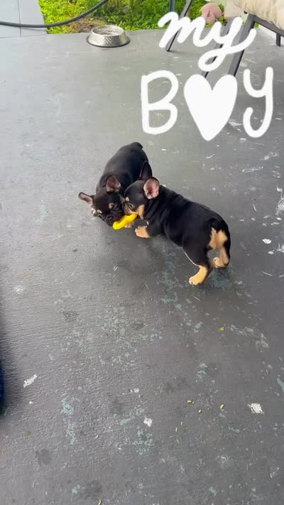 Zeus, a male French Bulldog for sale in Hallandale Beach, FL – 4 of 4
