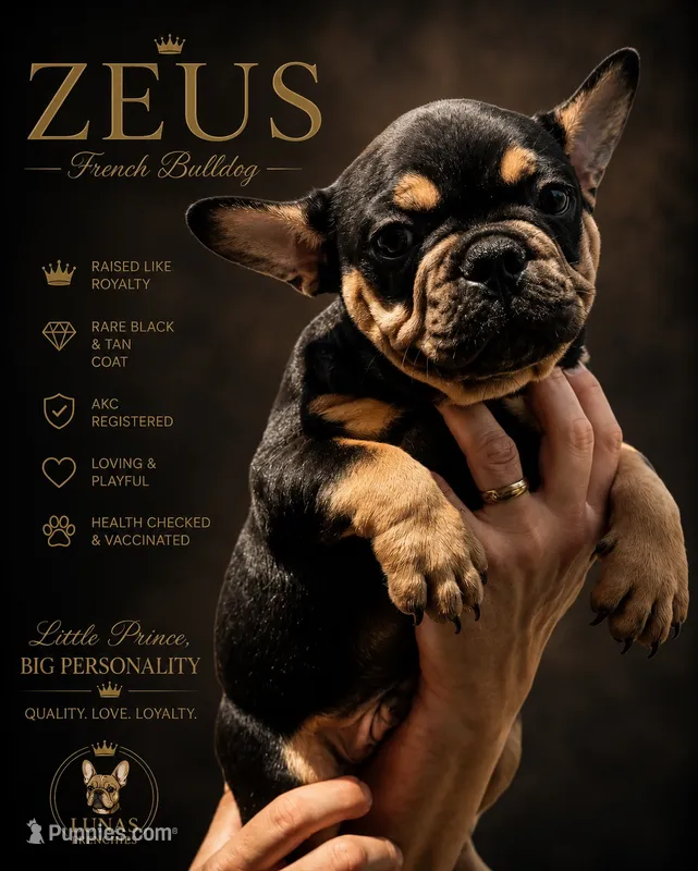 Zeus – French Bulldog puppy for sale in Hallandale Beach, FL