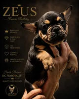 Zeus, a male French Bulldog for sale in Hallandale Beach, FL – 1 of 1