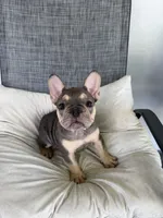 Lila, a female French Bulldog for sale in Hallandale Beach, FL – 4 of 4