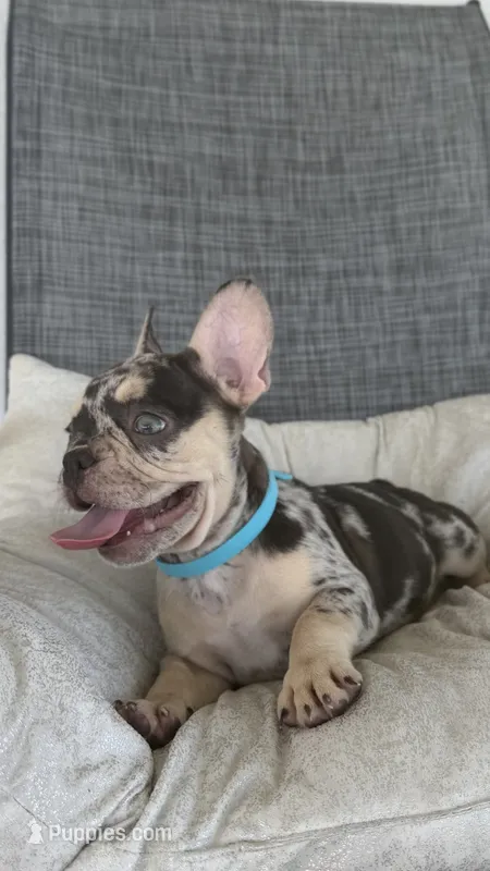 Angel – French Bulldog puppy for sale in Hallandale Beach, FL