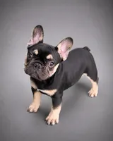 Stitch , a male French Bulldog for sale in Hallandale Beach, FL – 3 of 3