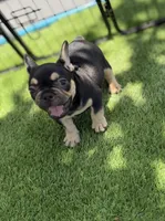 Zeus, a male French Bulldog for sale in Hallandale Beach, FL – 3 of 4