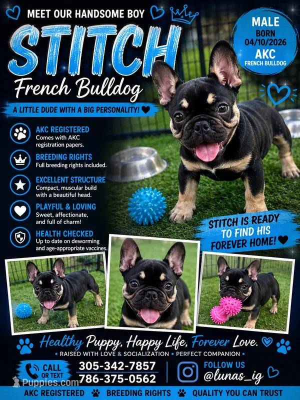 Stitch  – French Bulldog puppy for sale in Hallandale Beach, FL