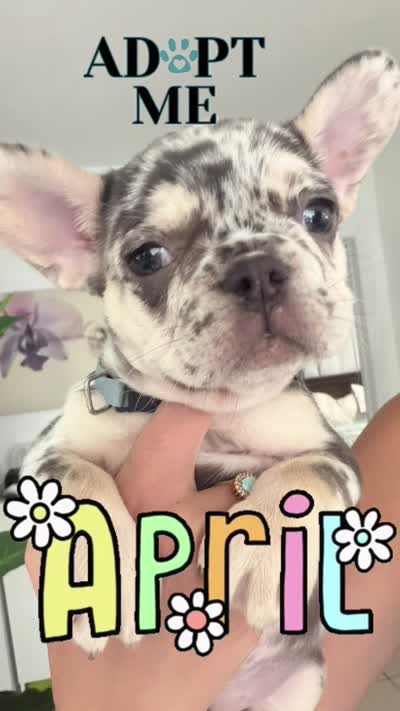 April, a female French Bulldog for sale in Hallandale Beach, FL – 9 of 10