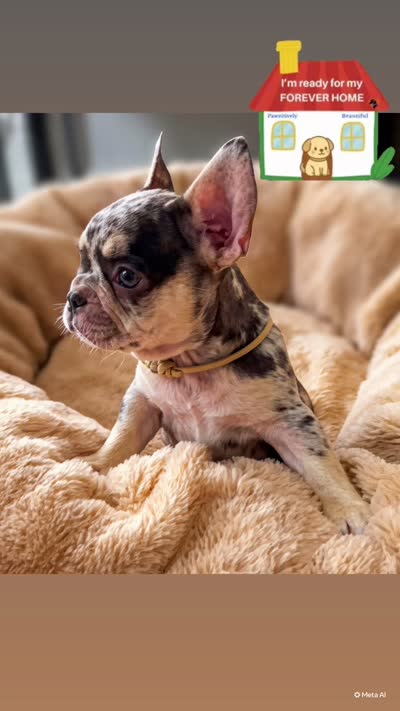 Angel, a female French Bulldog for sale in Hallandale Beach, FL – 5 of 6