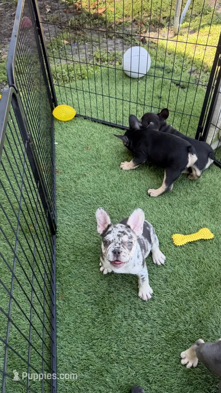 April – French Bulldog puppy for sale in Hallandale Beach, FL