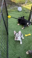April, a female French Bulldog for sale in Hallandale Beach, FL – 1 of 8