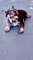 Gucci, a male French Bulldog for sale in Hallandale Beach, FL – 5 of 7