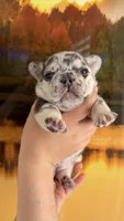 April, a female French Bulldog for sale in Hallandale Beach, FL – 2 of 10