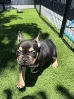Stitch , a male French Bulldog for sale in Hallandale Beach, FL – 3 of 4