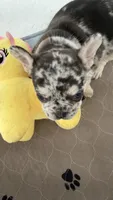 April, a female French Bulldog for sale in Hallandale Beach, FL – 4 of 10