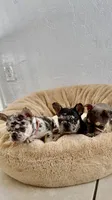 April, a female French Bulldog for sale in Hallandale Beach, FL – 6 of 10
