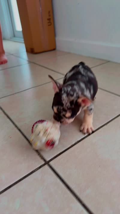 Angel, a female French Bulldog for sale in Hallandale Beach, FL – 3 of 6