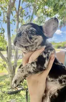 Chanel , a female French Bulldog for sale in Hallandale Beach, FL – 1 of 4