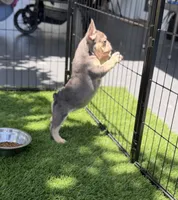 Lila, a female French Bulldog for sale in Hallandale Beach, FL – 2 of 3