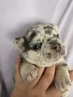 April, a female French Bulldog for sale in Hallandale Beach, FL – 7 of 10