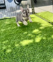 Lila, a female French Bulldog for sale in Hallandale Beach, FL – 1 of 3
