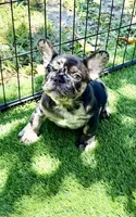 Gucci, a male French Bulldog for sale in Hallandale Beach, FL – 2 of 3