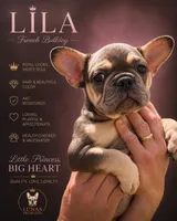 Lila, a female French Bulldog for sale in Hallandale Beach, FL – 1 of 4