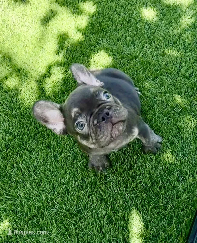Clifford  – French Bulldog puppy for sale in Hallandale Beach, FL