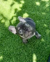 Clifford , a male French Bulldog for sale in Hallandale Beach, FL – 1 of 4