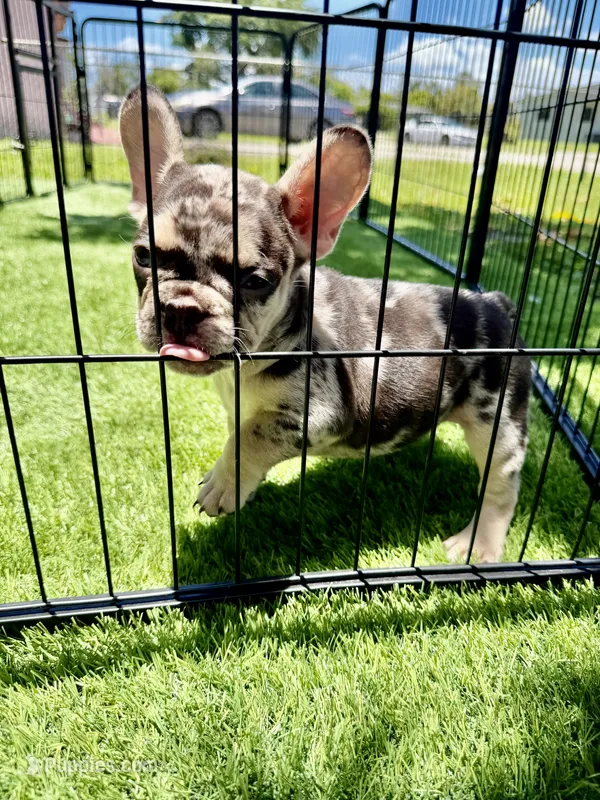 Angel – French Bulldog puppy for sale in Hallandale Beach, FL