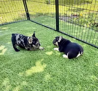 Zeus, a male French Bulldog for sale in Hallandale Beach, FL – 2 of 4