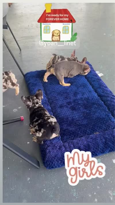 Angel, a female French Bulldog for sale in Hallandale Beach, FL – 6 of 6