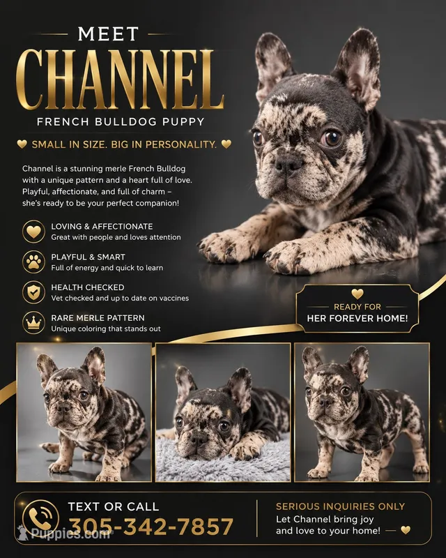 Chanel  – French Bulldog puppy for sale in Hallandale Beach, FL