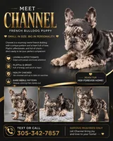 Chanel , a female French Bulldog for sale in Hallandale Beach, FL – 1 of 5