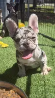 April, a female French Bulldog for sale in Hallandale Beach, FL – 8 of 8