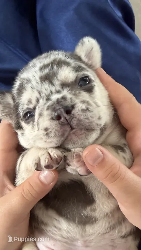 April – French Bulldog puppy for sale in Hallandale Beach, FL