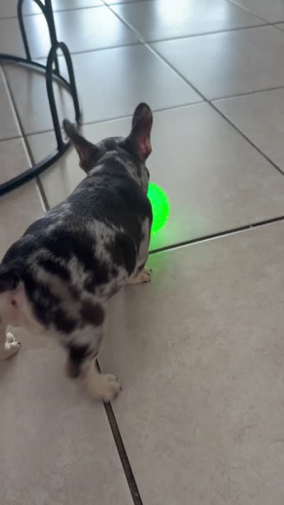 Angel, a female French Bulldog for sale in Hallandale Beach, FL – 4 of 6
