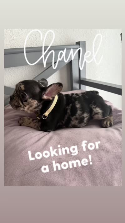 Chanel , a female French Bulldog for sale in Hallandale Beach, FL – 4 of 4