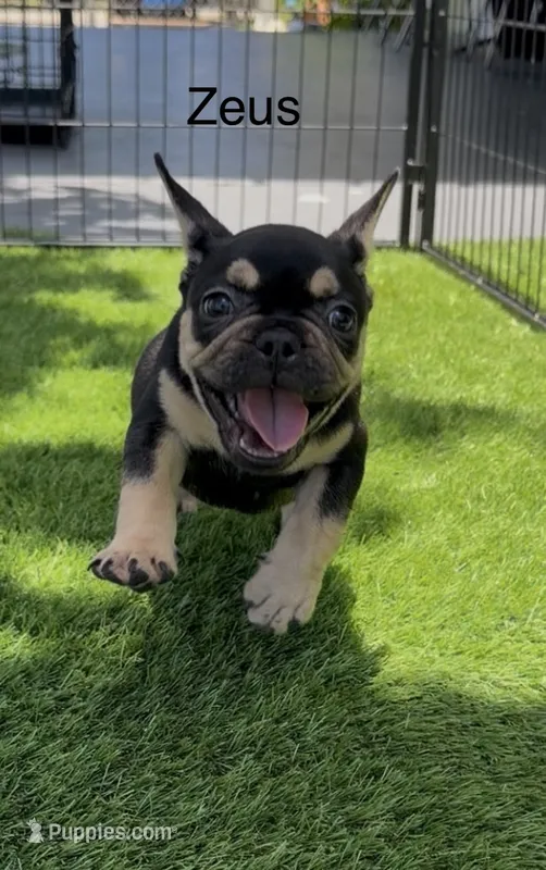 Zeus – French Bulldog puppy for sale in Hallandale Beach, FL
