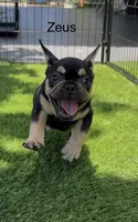 Zeus, a male French Bulldog for sale in Hallandale Beach, FL – 1 of 4