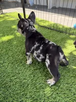 Chanel , a female French Bulldog for sale in Hallandale Beach, FL – 3 of 4