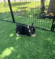 Stitch , a male French Bulldog for sale in Hallandale Beach, FL – 2 of 4
