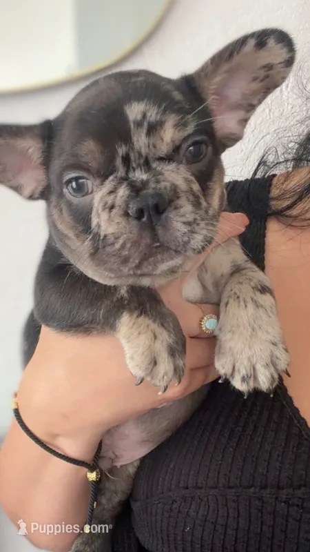 Gucci – French Bulldog puppy for sale in Hallandale Beach, FL