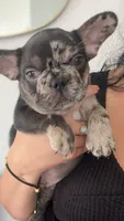 Gucci, a male French Bulldog for sale in Hallandale Beach, FL – 1 of 3