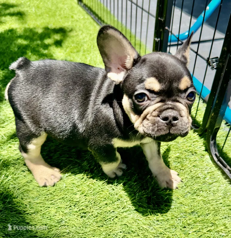 Stitch  – French Bulldog puppy for sale in Hallandale Beach, FL