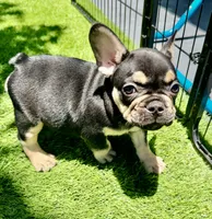 Stitch , a male French Bulldog for sale in Hallandale Beach, FL – 1 of 4
